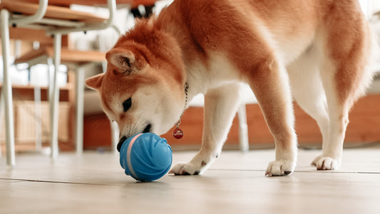 智能霹靂旋風彈彈球（汪汪專用矽膠款）Smart Dog Toy Ball