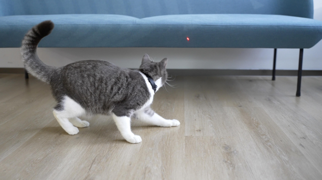 貓貓智能紅光頸圈 Cat Collar Laser Toy