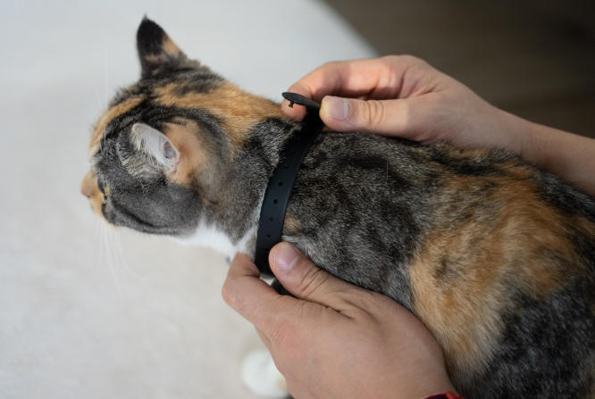 貓貓智能紅光頸圈 Cat Collar Laser Toy