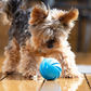 智能霹靂旋風彈彈球（汪汪專用矽膠款）Smart Dog Toy Ball